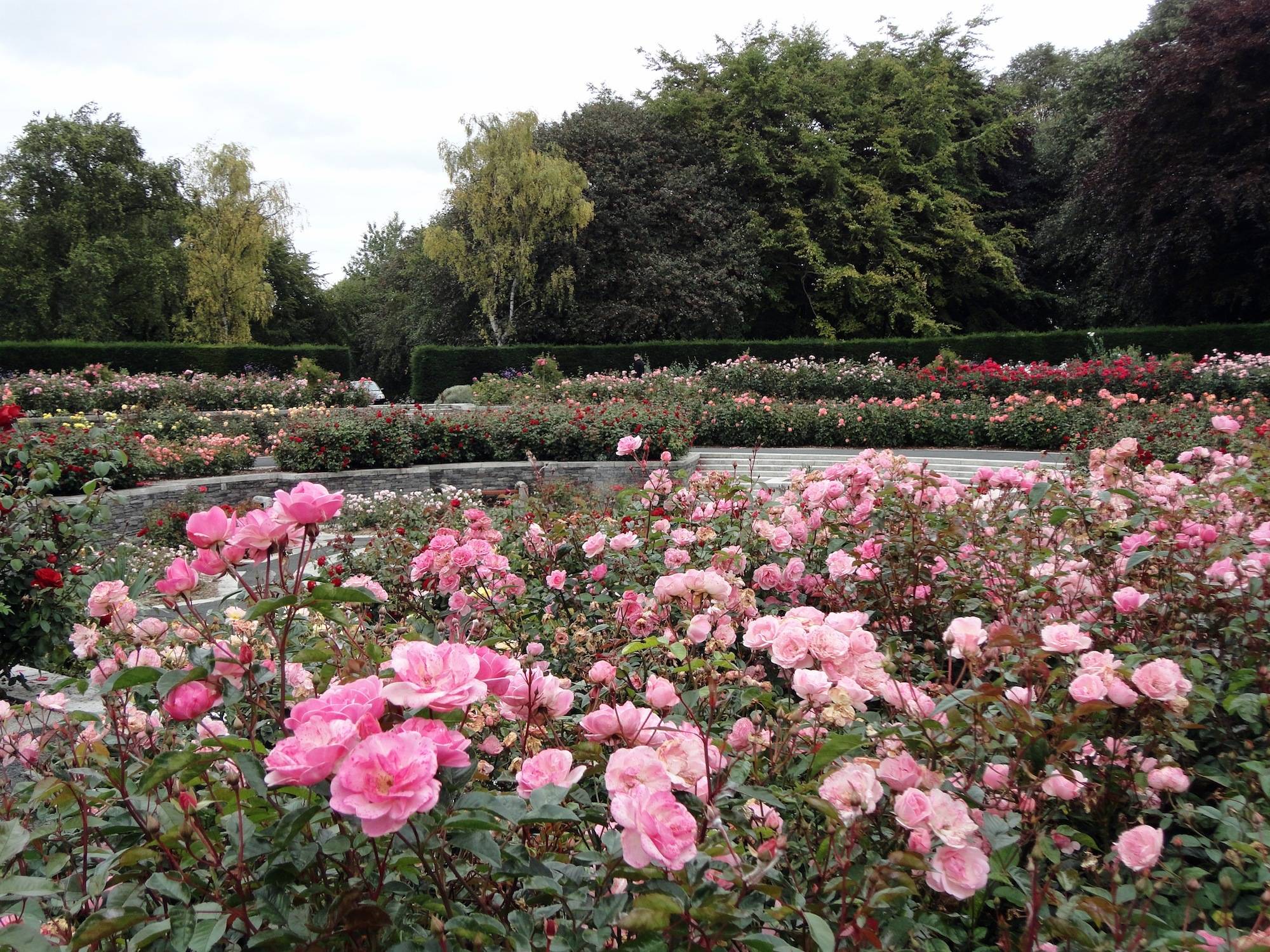 The sunken rose garden at the Irish National War Memorial Gardens, with Rosa Nathalie Nypels seen here. OPW.